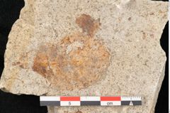 Foto (Detailansicht) von Quercus palaeoilex Ettingshausen (NHMW-GEO-2024-0188-6378)